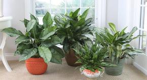 Травянистое растение аглаонема: уход в домашних условиях, особенности пересадки и размножения, правила полива растения