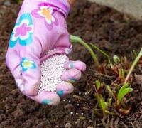 Борная кислота для растений: как правильно применять, рекомендации садоводам Борная кислота для растений